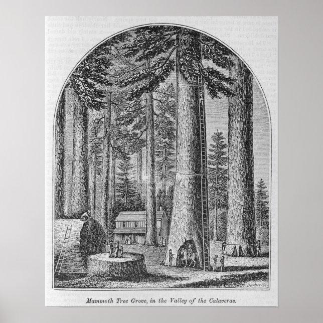 Póster Bosque de mamut en el Valle del (Frente)