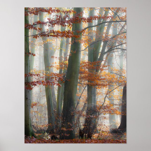 Póster Bosque de niebla mística en otoño (Frente)
