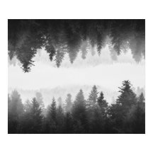 Bosque de nitrógeno negro y blanco