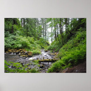 Póster Bosque de Oregón