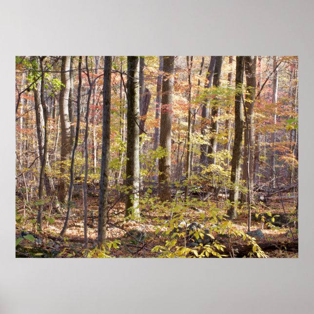 Póster Bosque de otoño (Frente)