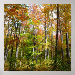 Póster Bosque de otoño I Fotografía de paisaje de otoño