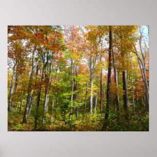 Póster Bosque de otoño I Fotografía de paisaje otoñal