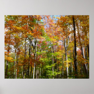 Póster Bosque de otoño II Fotografía de paisaje otoñal