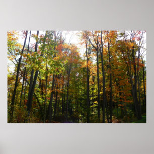 Póster Bosque de otoño iluminado por el sol