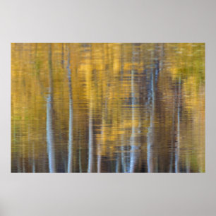 Póster Bosque de otoño reflejo abstracto