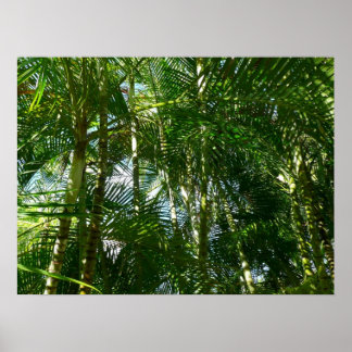 Póster Bosque de palmeras Naturaleza tropical