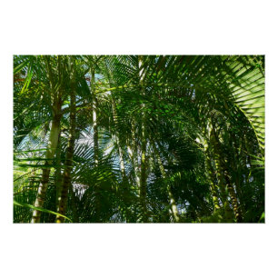 Póster Bosque de palmeras Naturaleza tropical