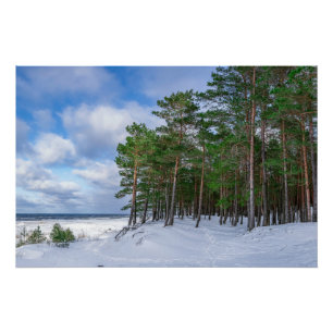 Póster Bosque de pino cerca de la costa del mar en Letoni