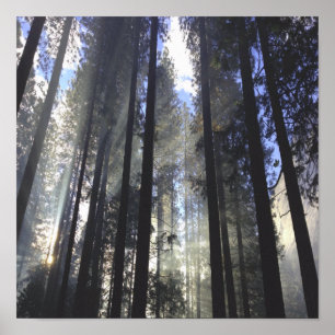 Póster Bosque De Pino Con Naturaleza Sunshine