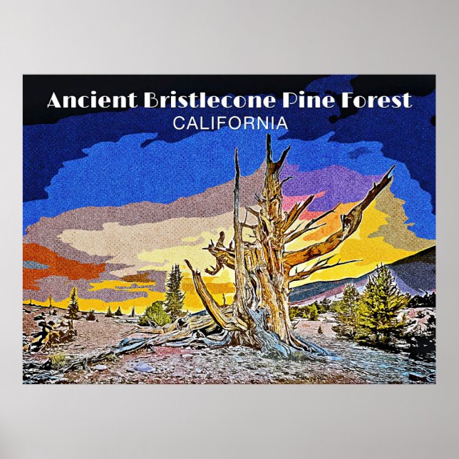 Póster Bosque de Pinos de la Antigua Bristlecone, Califor (Frente)