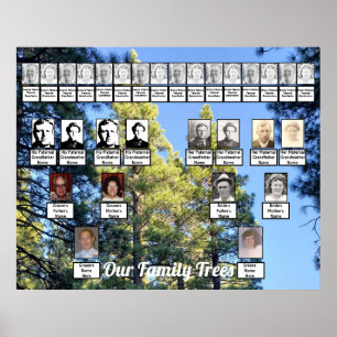Póster Bosque de pinos Foto Dos árboles genealógicos