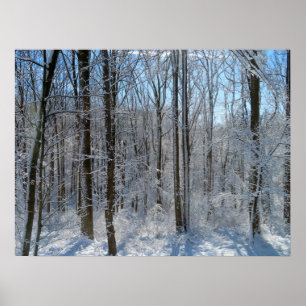 Póster Bosque de Poplar de Nieve I