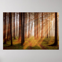 Póster Bosque de rayos de sol