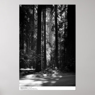 Póster Bosque de secuoya, Bosque del Fundador, 1966