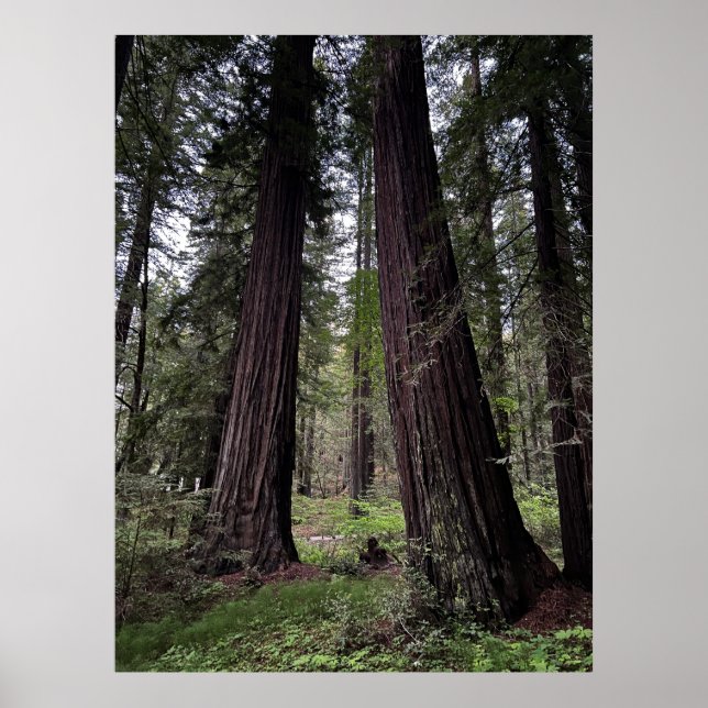 Póster Bosque de secuoyas (Frente)