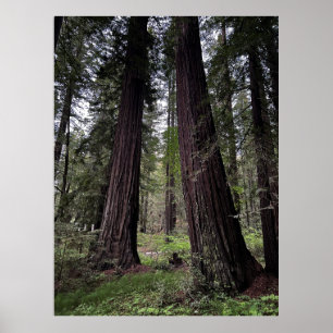 Póster Bosque de secuoyas