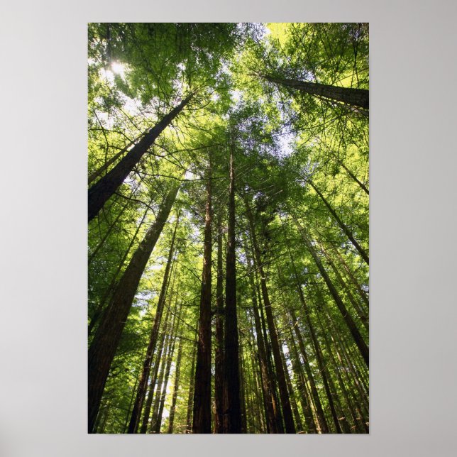 Póster Bosque de Secuoyas, Rotorua, Nueva Zelanda (Frente)