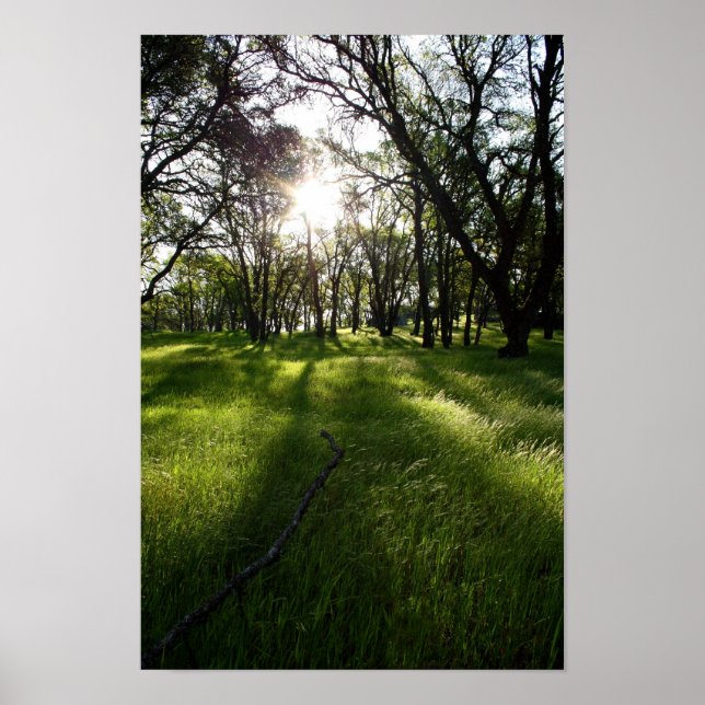 Póster "Bosque de sombras" (Frente)