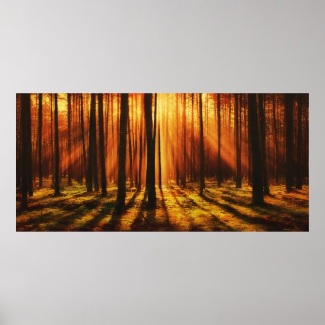 Póster Bosque de Sunrise (Frente)