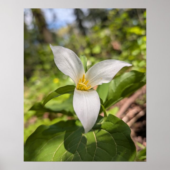 Póster Bosque de Trillium Blanco Flor Macro (Frente)