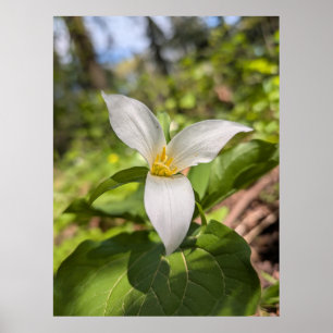 Póster Bosque de Trillium Blanco Flor Macro