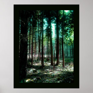 Póster Bosque del encanto