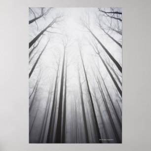 Póster Bosque del invierno en la niebla, New Jersey