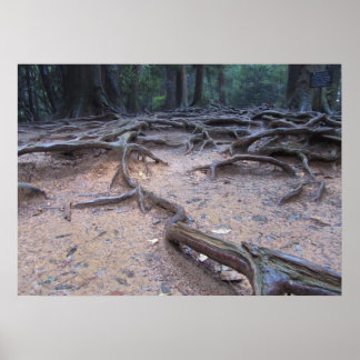 Póster Bosque del monte Kurama