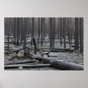 Póster Bosque después del fuego en el parque nacional de