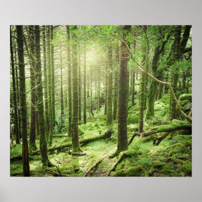 Póster Bosque en el Parque Nacional de Killarney | Kerry, (Frente)