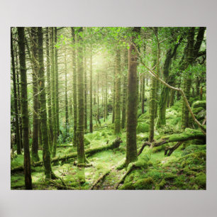 Póster Bosque en el parque nacional el   Kerry, Irlanda