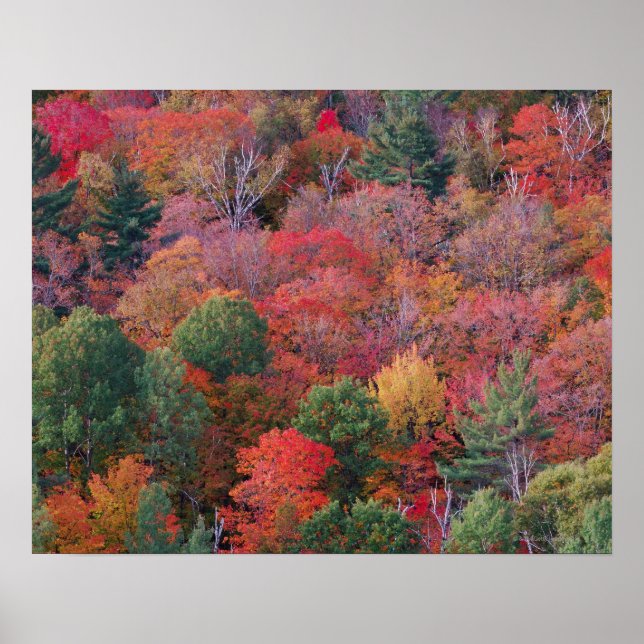 Póster Bosque en otoño con follaje otoño. Algonquin (Frente)