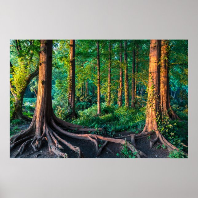Póster Bosque en verano (Frente)
