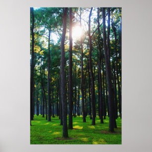 Póster Bosque encantador