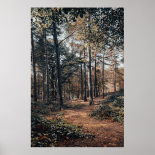 Póster Bosque escénico relajante