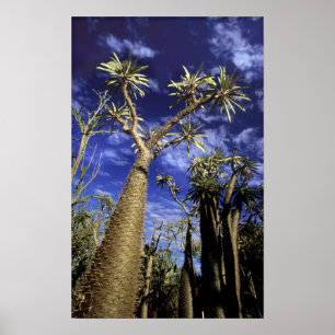 Póster Bosque Espinoso Formado Por Árboles De Pachypodium