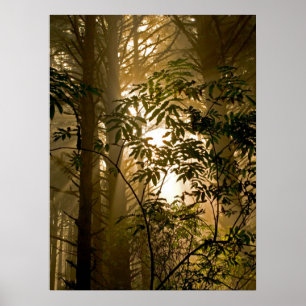 Póster Bosque Evergreen Costa de Oregón