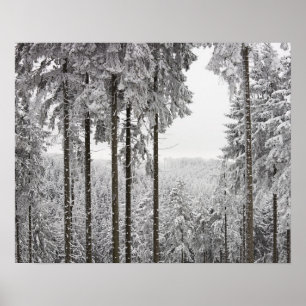 Póster Bosque evergreen en invierno