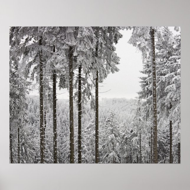 Póster Bosque evergreen en invierno (Frente)