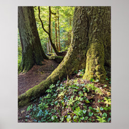 Póster Bosque Fotográfico de Naturaleza Perenne Lujuriosa