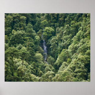 Póster Bosque Himalaya en el valle del Mangdue, Bután