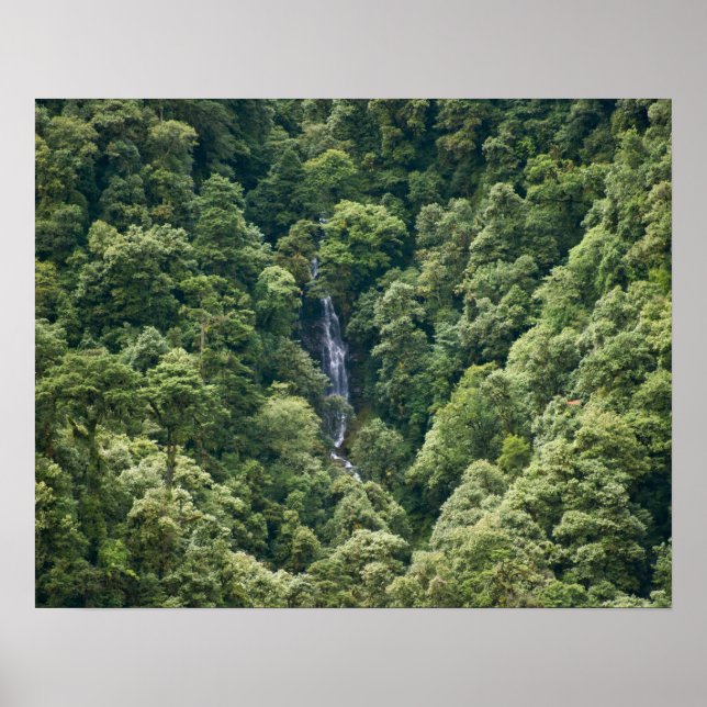 Póster Bosque Himalaya en el valle del Mangdue, Bután (Frente)