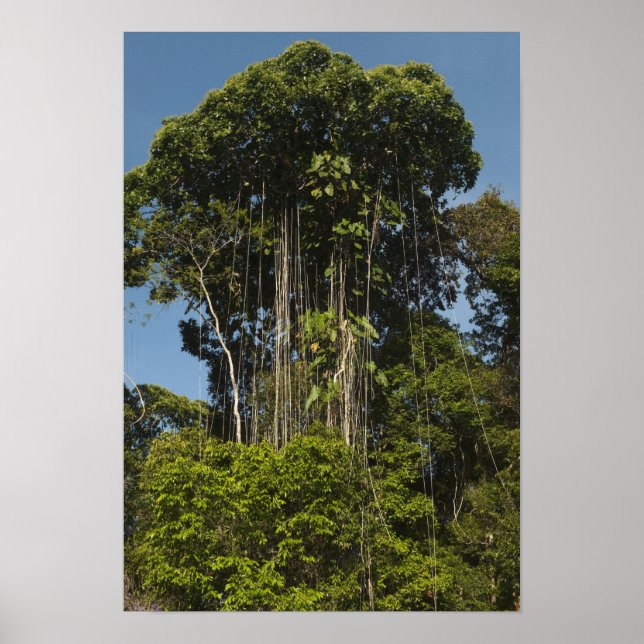 Póster Bosque lluvioso al borde del río Rewa Guyana (Frente)