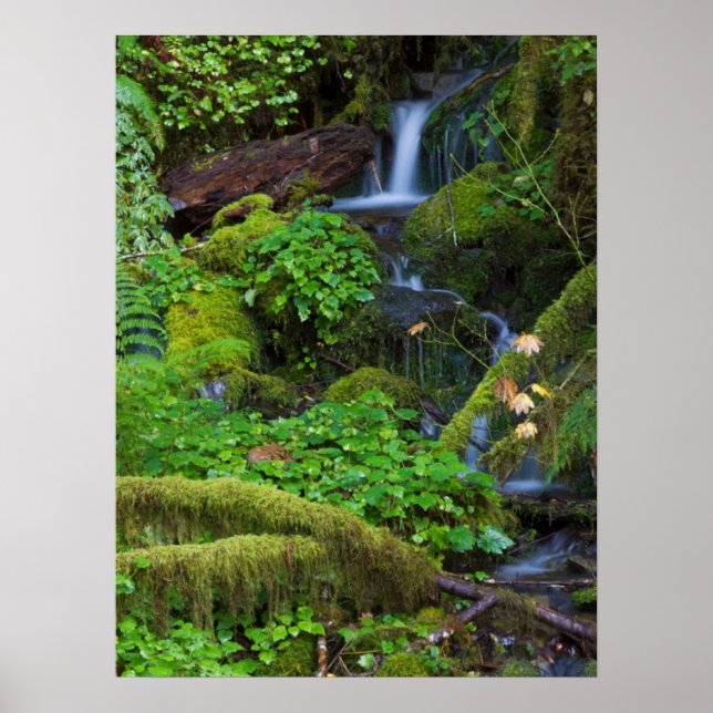 Póster Bosque lluvioso de otoño | Parque nacional Olympic (Frente)