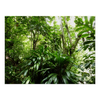 Póster Bosque lluvioso dominicano I Naturaleza tropical v