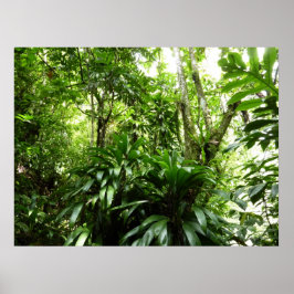 Póster Bosque lluvioso dominicano I Naturaleza tropical v