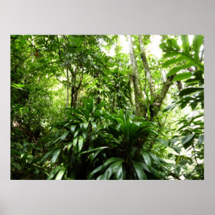 Póster Bosque lluvioso dominicano I Naturaleza tropical v