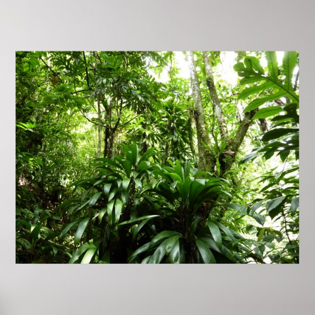 Póster Bosque lluvioso dominicano I Naturaleza tropical v (Frente)