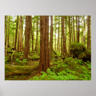 Póster Bosque Lluvioso Templado de Alaska